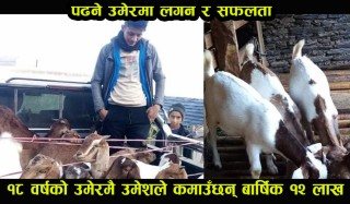 भेटनरी पढाइ सकेर  १८ वर्षको बाग्लुङका उमेशको  व्यवसायिक बाख्रा पालन : बार्षिक १२ लाख आम्दानी !