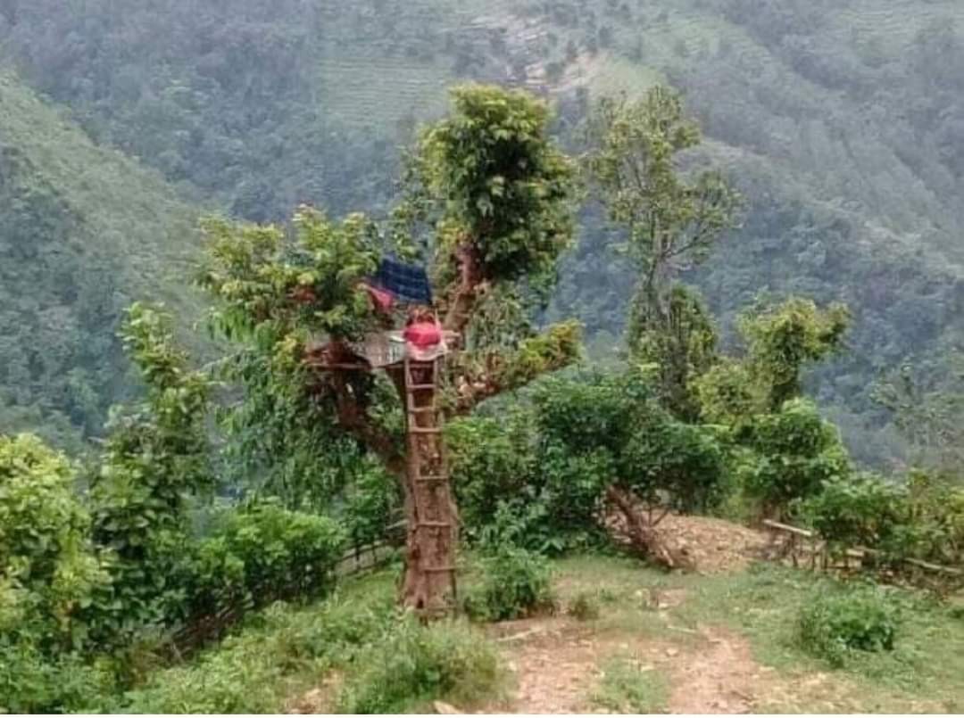 लगाव र इच्छाशक्तिले जन्माएको विकल्प: अनलाइन कक्षा पढ्न रुखमा डेरा ।